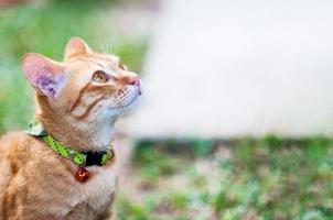 schöne braune hauskatze im grünen garten - niedliches tierhintergrundkonzept foto