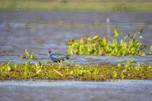 Vögel leben und schwimmen in Süßwasserseen, lokale Vögel in der Welt der Feuchtgebiete-Ramsa-Website. foto