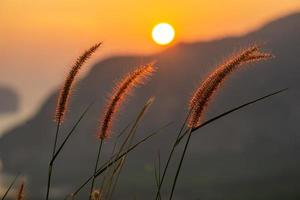 die Sonne trifft auf das Gras. Die Blume hat einen hellorangen Farbton von der Sonne. foto