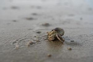 Einsiedlerkrebse leben im Sand am Meer foto