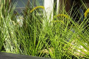 grüne Pflanzen auf der Veranda im Freien. foto