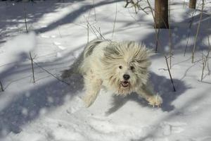 Hund spielt im Winter. Haustier auf Spaziergang. Hund ist aktiv. foto