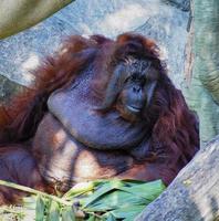 ein Orang-Utan, der auf den Felsen sitzt und die Sonne meidet foto