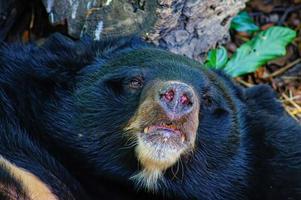 Asiatischer Schwarzbär oder Asiatischer Schwarzbär oder Selenarctos Thibetanus ruht tagsüber in der Nähe des Holzes. foto