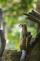 Erdmännchen, etwas auf dem Holz betrachtend foto