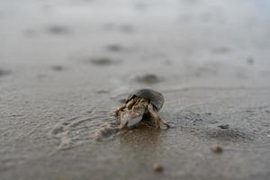 Einsiedlerkrebse leben im Sand am Meer foto