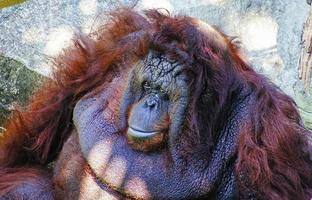 ein Orang-Utan, der auf den Felsen sitzt und die Sonne meidet foto