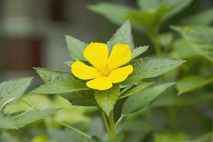 frische bunte damiana-blume mit ihren blättern - kleiner gelber blumenbaum für den hintergrund foto