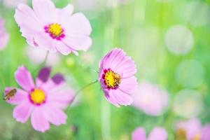 schöne frühlingslila kosmosblumen im grünen gartenhintergrund - liebliches naturkonzept im frühjahr foto