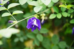 Schmetterlingserbsenblume - schöne kleine violette Blume mit ihren grünen Blättern für den Hintergrund foto