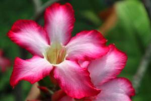 schönes Adeniumblumen-Pflanzenfoto. elegantes rosa Adenium blüht Pflanzenfoto
