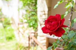 Rote Rose im Garten auf verschwommenem Hintergrund mit Kopierplatz für Text. foto