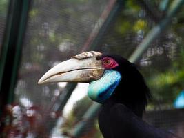 Bild von Nashornvögeln oder Buceros in einem Zoo foto