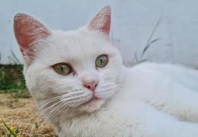 Schöne persische Rassekatze im heimischen Garten, Nahaufnahme foto