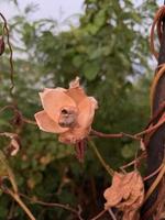 sammlung natürlicher blumen im hinterhof foto