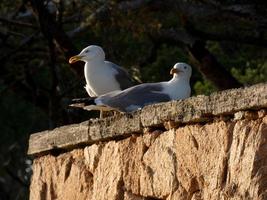 Leichtgefiederte Möwen, typisch für die katalanische Costa Brava, Mittelmeer, Spanien. foto