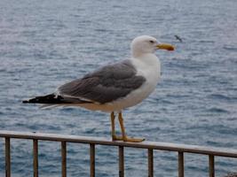 Leichtgefiederte Möwen, typisch für die katalanische Costa Brava, Mittelmeer, Spanien. foto