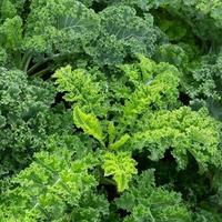 frischer grüner salat verlässt wachstum im garten, nahblattkohlsalat-salatpflanze, hydroponisches gemüse verlässt hintergrund. gesundes bio-lebensmittel, landwirtschaft und hydrokulturkonzept. foto
