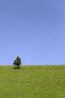 schöne grüne Hügel und einsamer Baum im Frühling foto