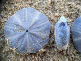 Sanddollar am Strand foto