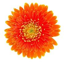 orangefarbene Gerbera-Blume isoliert auf weiß mit Beschneidungspfad foto