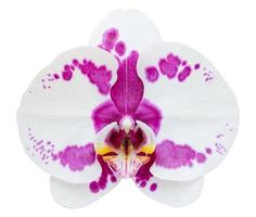 weiße Phalaenopsis-Orchideenblume lokalisiert auf Weiß mit Beschneidungspfad foto