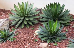 Agavenpflanze dekorativ im Garten im Freien foto