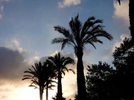 Hintergrundbeleuchtete Palmen an der katalanischen Costa Brava, Spanien foto