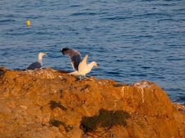 Leichtgefiederte Möwen, typisch für die katalanische Costa Brava, Mittelmeer, Spanien. foto