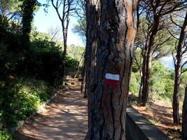 Küstenpfad in der Costa Brava, im Pinienwald und im blauen Meeresgebiet. foto