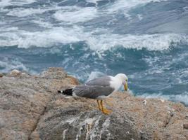 Leichtgefiederte Möwen, typisch für die katalanische Costa Brava, Mittelmeer, Spanien. foto