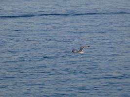 Leichtgefiederte Möwen, typisch für die katalanische Costa Brava, Mittelmeer, Spanien. foto