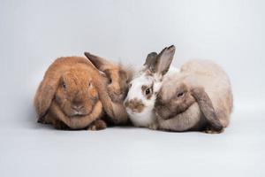 Eine Gruppe von pelzigen und flauschigen süßen rotbraunen Kaninchenohren sitzt in der Kamera, isoliert auf weißem Hintergrund. konzept von nagetierhaustier und ostern. foto