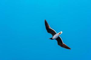 Möwe fliegt allein gegen einen klaren blauen Himmel foto