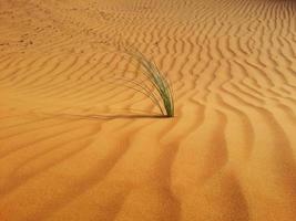 Sanddünen in der Wüste foto