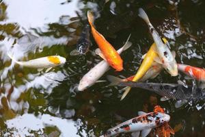 viele koi-fische im teich, cyprinus foto