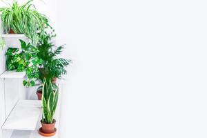 Grünpflanzen Heimtextilien auf weißem Hintergrund foto