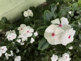 schöne blume weiß und rosa farbe mit blatt grüner natur hintergrund frischer natürlicher selektiver fokus foto