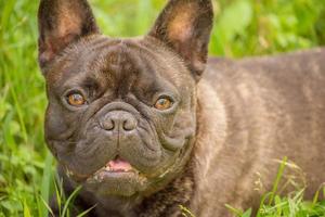 der hund ist eine französische bulldogge, die farbe ist schwarz und gestromt. schöner Welpe der französischen Bulldogge. foto