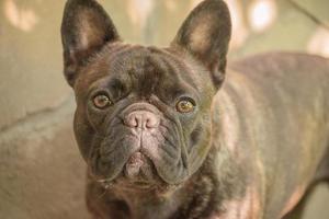 eine schmale Fokuszone auf den Augen. ein junger hund der französischen bulldoggenrasse an einem sonnigen tag. foto