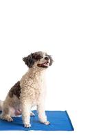 Süßer Mischlingshund, der auf einer kühlen Matte sitzt und auf weißem Hintergrund nach oben schaut foto