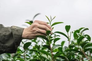 mann ernte frische grüne teeblätter auf dem hochlandteefeld in chiang mai thailand - ortsansässige mit landwirtschaft im hochlandnaturkonzept foto