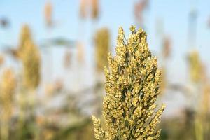 Nahaufnahme von Hirse oder Sorghum im Feld foto