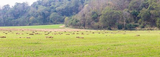 Panoramablick auf grüne Felder in Ackerland foto