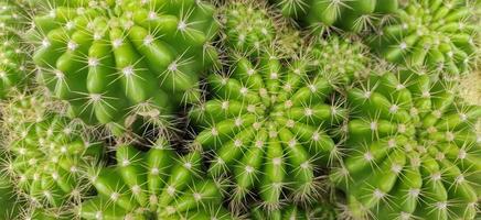 grüner kaktus mit tageslicht und unschärfehintergrund foto