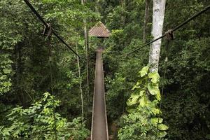 Brücke und Regenwald foto