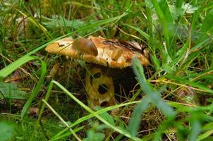 Pilz, der von Würmern und Schnecken im Wald gefressen wird foto