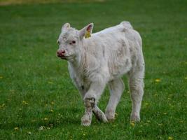 Weiße Kühe in Westfalen foto