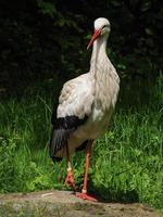 Tiere im Zoo foto