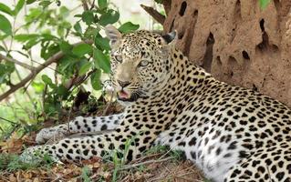 Nahaufnahme eines jungen Leoparden, der sich im Schatten eines Ameisenhaufens im Wildreservat Sabi Sands entspannt. foto